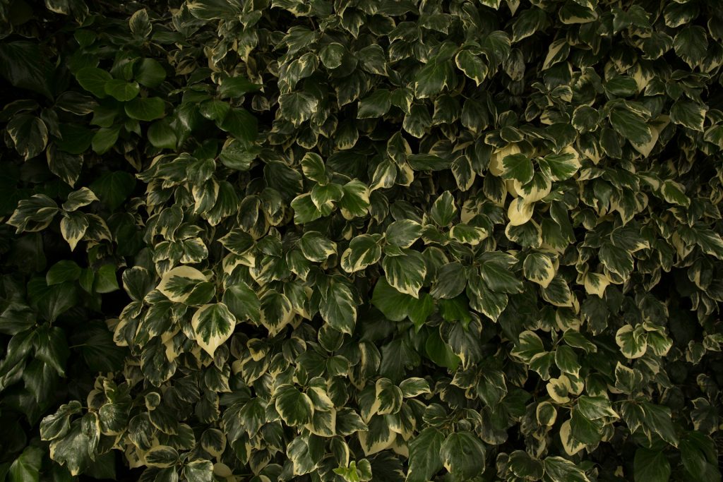 haagplanten