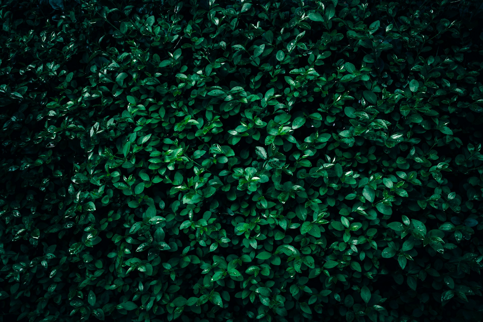 haagplanten