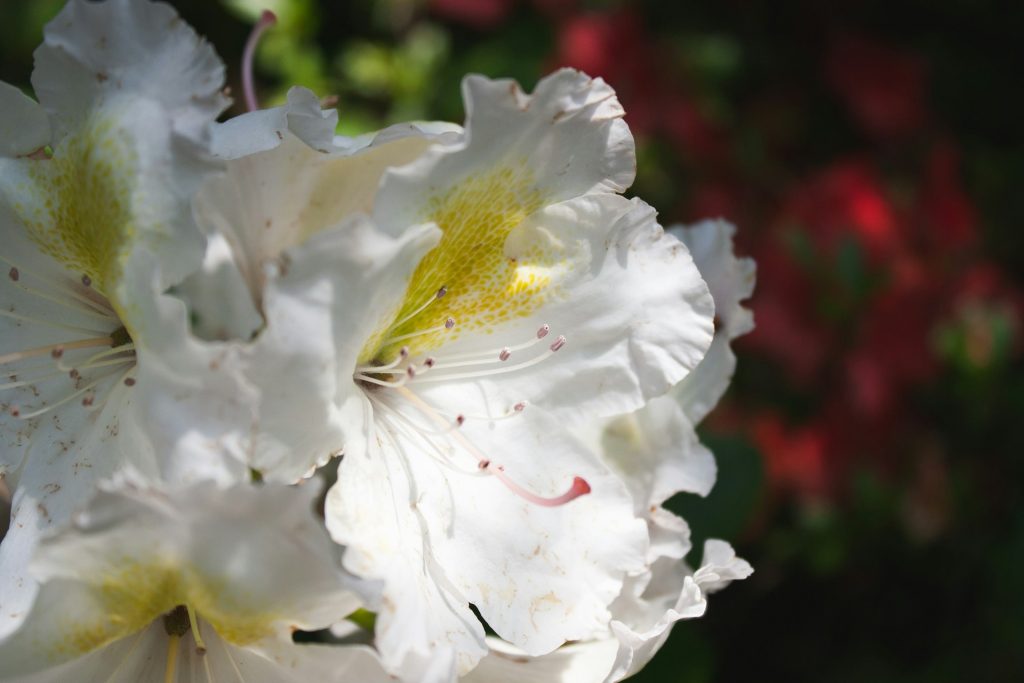 zijde bloemen zijde bloemen