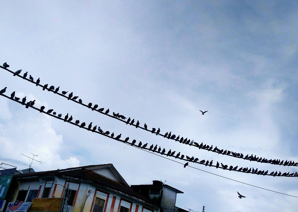 vogelwering